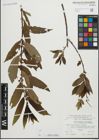 Foto von Salix fragilis L. x Salix triandra L.